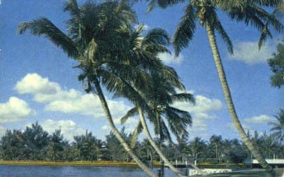 Шепчущие Палми, пощенска Картичка от Флорида